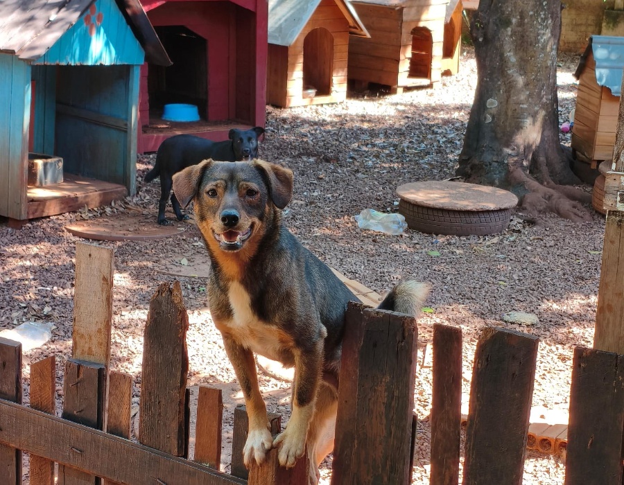 Mais de 40 cães aguardam adoção no Instituto Guardiões das Patas, em Toledo