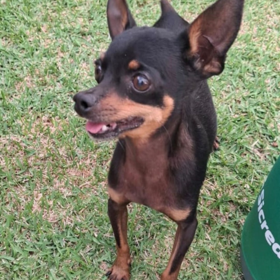 Família do Jardim São Francisco procura por cachorrinho desaparecido