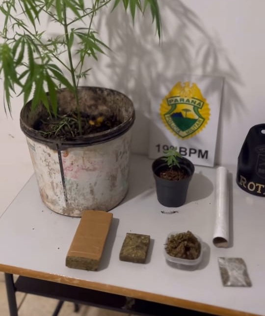 Homem é preso pela Rotam com drogas e pés de maconha em residência de Toledo