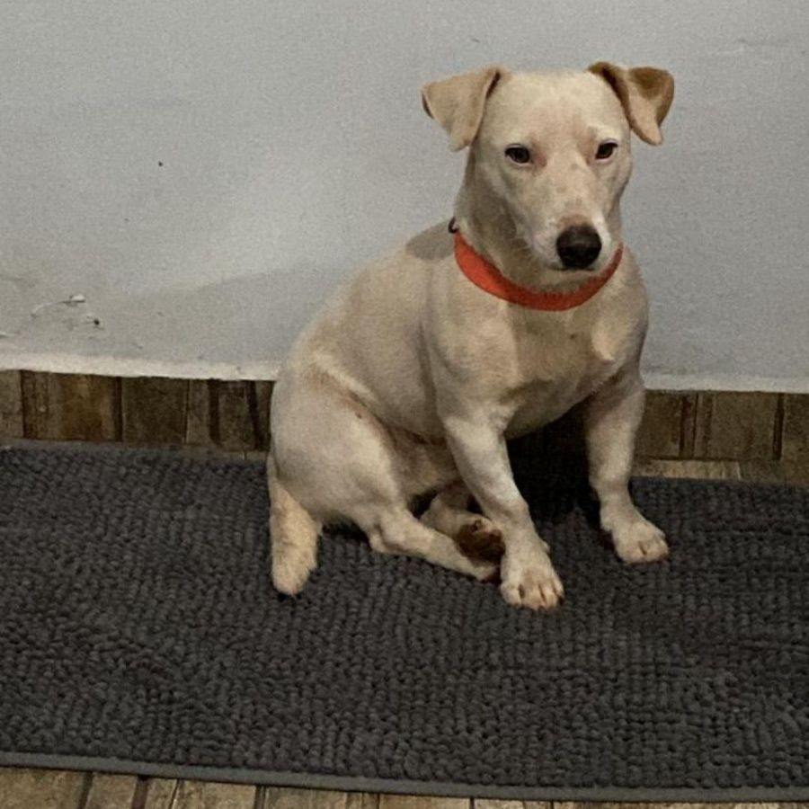 Família de Toledo procura cachorro da raça Jack Russell desaparecido na saída para Ouro Verde do Oeste