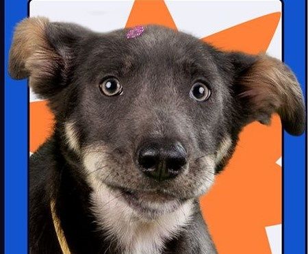 Feira de Adoção Pet Colors promove adoção responsável de cães e gatos em Toledo no sábado (31)