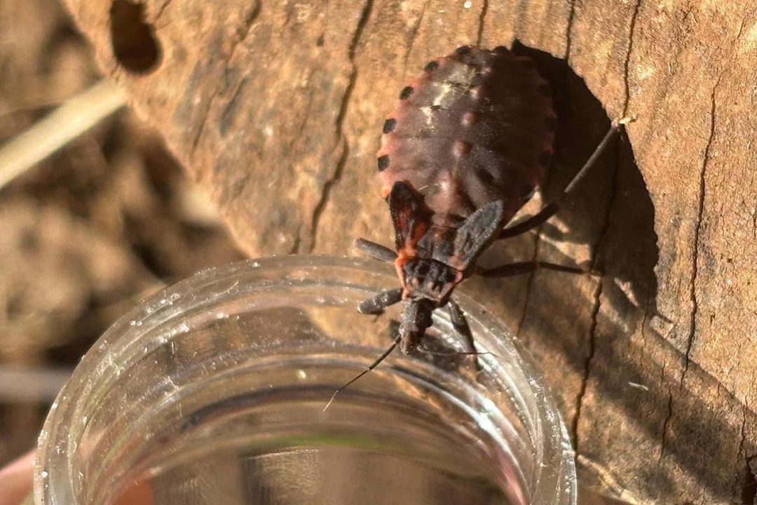 Saúde alerta sobre prevenção contra o bicho-barbeiro para evitar a doença de Chagas