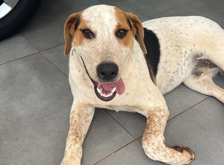 Cão comunitário morre após ser baleado no bairro Tocantins, em Toledo