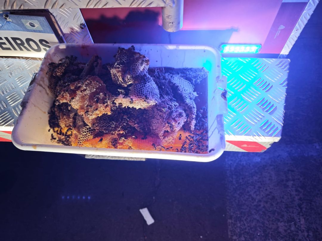 Ataque de abelhas mata cadela e mobiliza Corpo de Bombeiros na Vila Operária, em Toledo