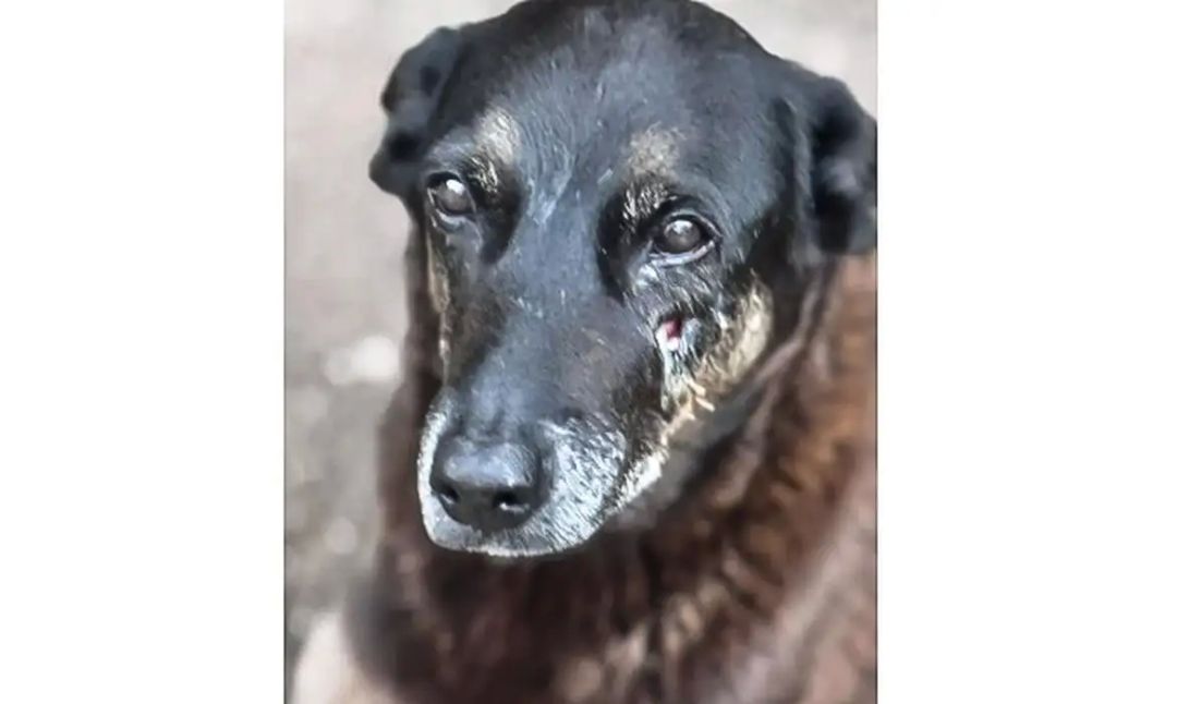 Caso Orelha: o que se sabe até agora sobre a morte do cão em Santa Catarina