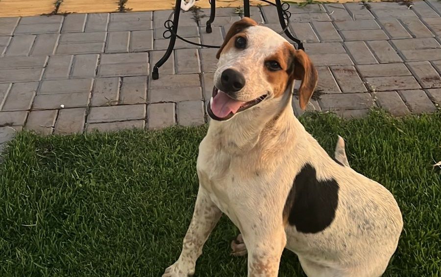 Neste sábado (31), manifestação no Parque do Povo pede justiça por Abacate e mais proteção aos animais em Toledo