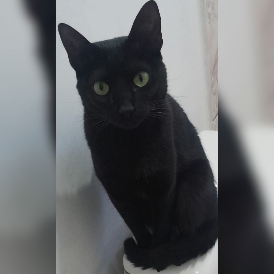 Família oferece recompensa por gatinho desaparecido na região da Vila Pioneiro, próximo ao Mini Hospital em Toledo