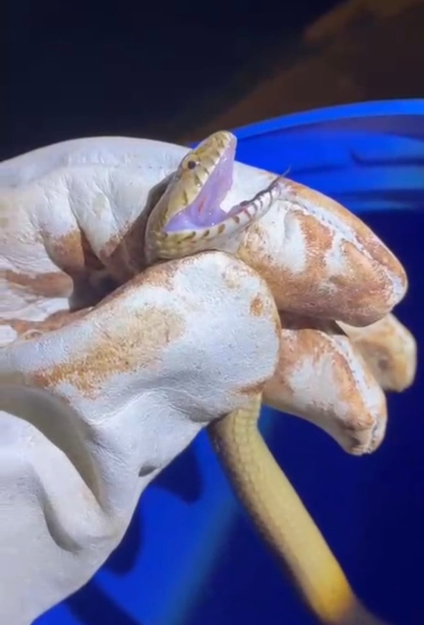 Meio Ambiente resgata cobra no Jardim Coopagro e orienta população sobre manejo silvestre