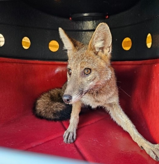 Secretaria de Meio Ambiente de Toledo orienta moradores sobre como agir ao encontrar animais silvestres