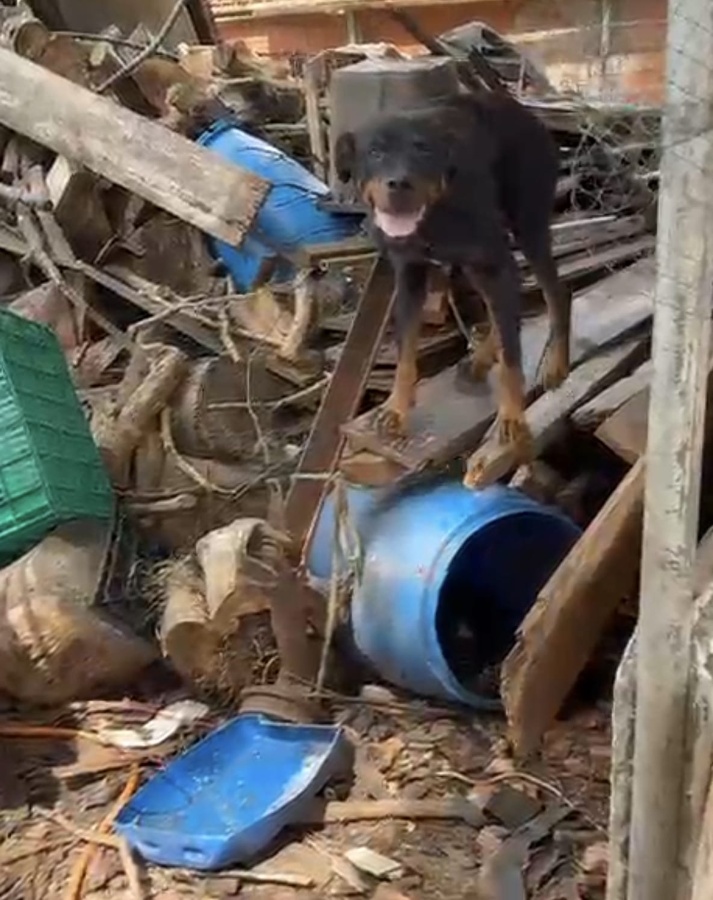 Cadela em situação de maus-tratos e aves silvestres são resgatadas em Toledo
