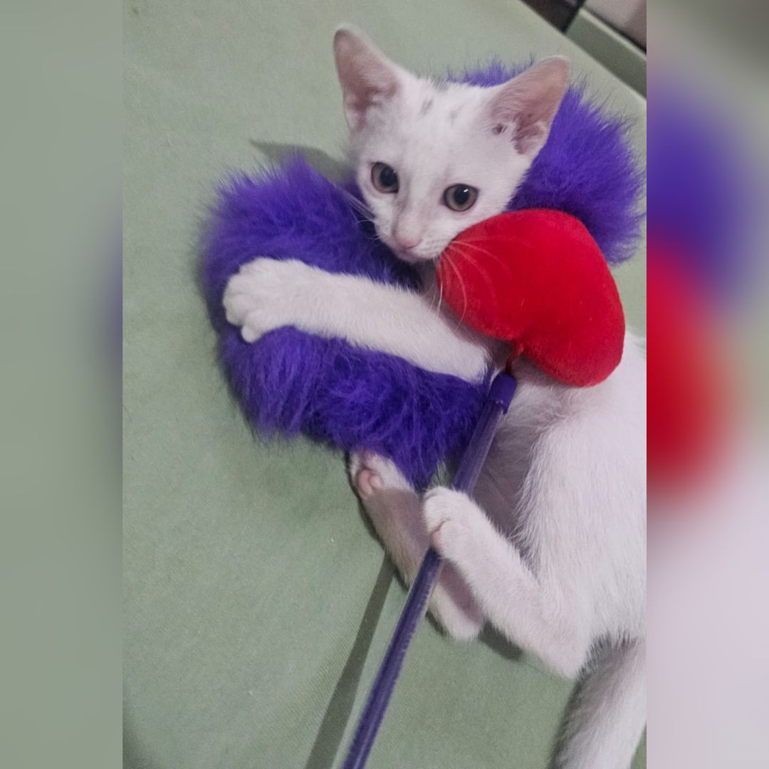 Família do Jardim Coopagro procura gatinho filhote e oferece recompensa