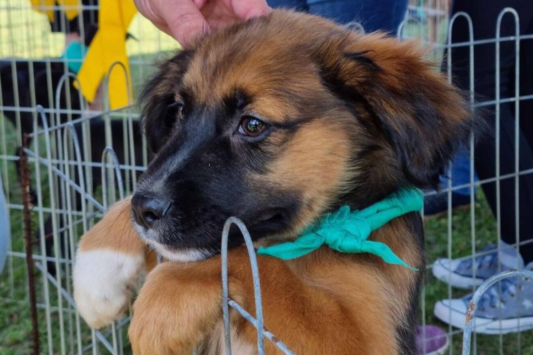 Toledo promove feira de adoção e campanha de vacinação gratuita no Lago Municipal