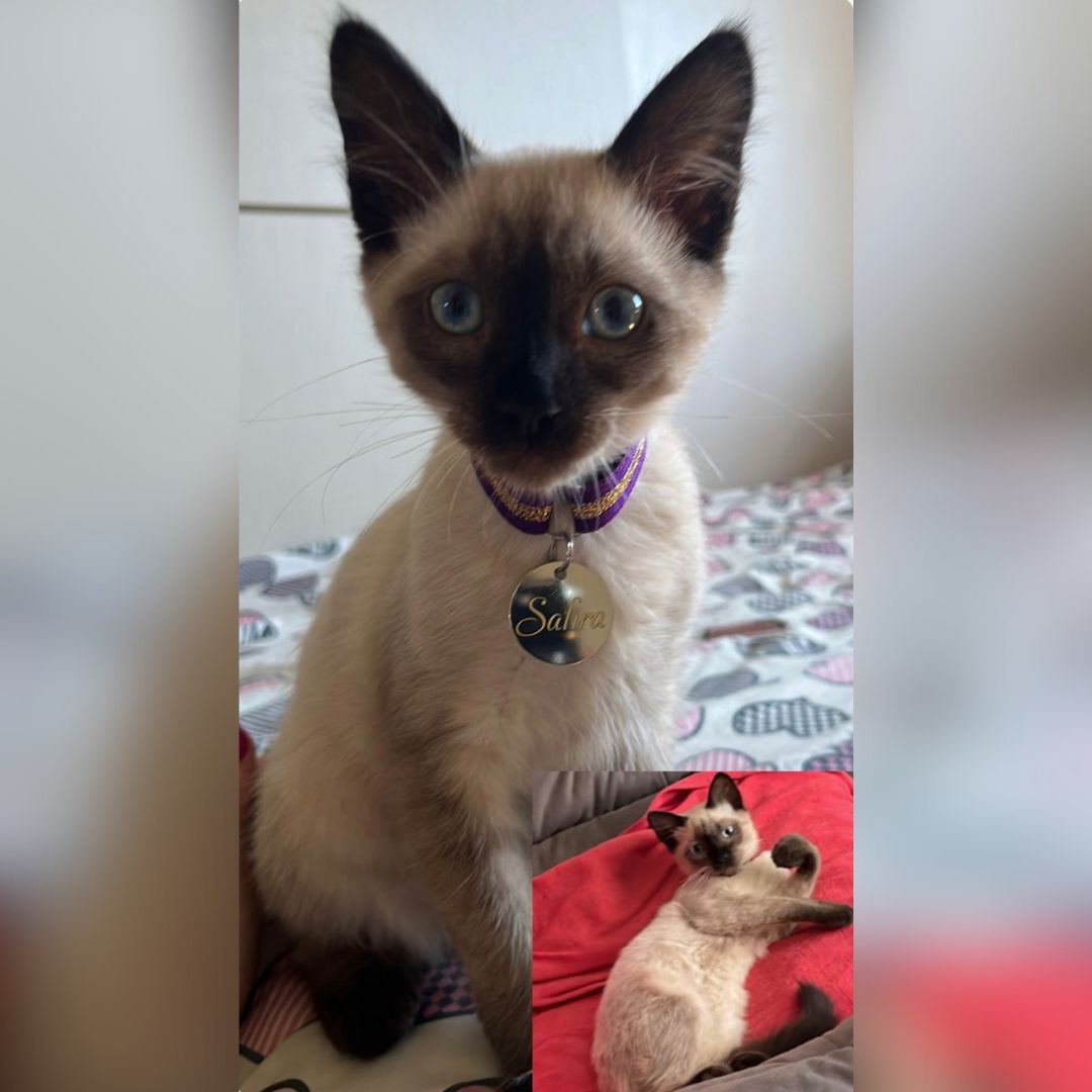 Família de Toledo procura gatinha Safira desaparecida nas proximidades da Bompel e do Arca’s Hotel