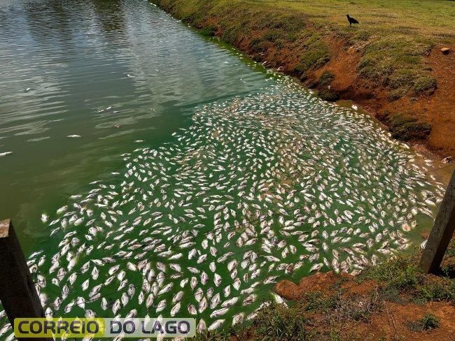 Produtor da região perde metade da produção de tilápias por falha no fornecimento de energia elétrica