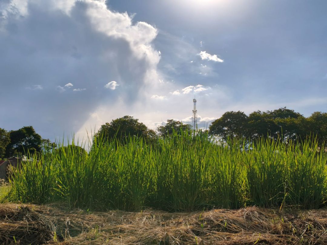 Toledo cria força-tarefa para notificar donos de lotes baldios com mato alto
