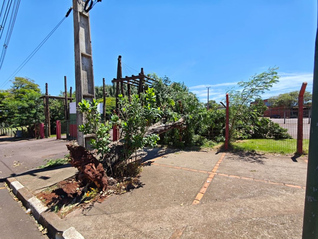 Defesa Civil registra queda de ao menos 15 árvores após forte chuva em Toledo