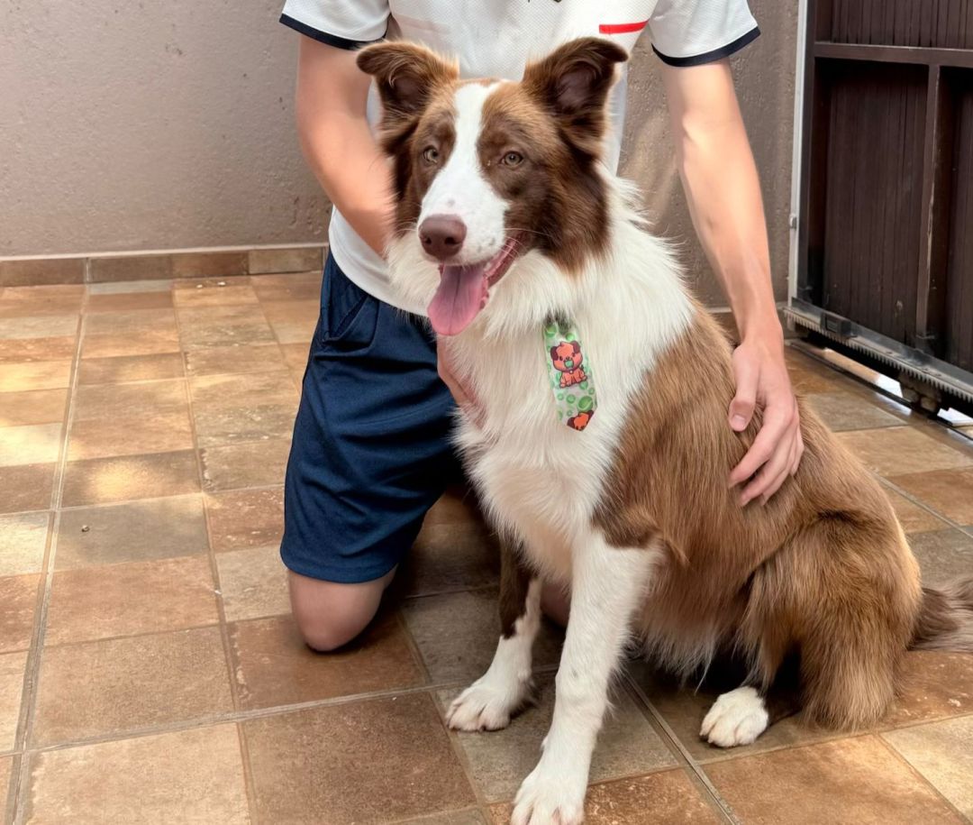 Você viu o Matte? Família do Jardim Porto Alegre busca por cachorro desaparecido