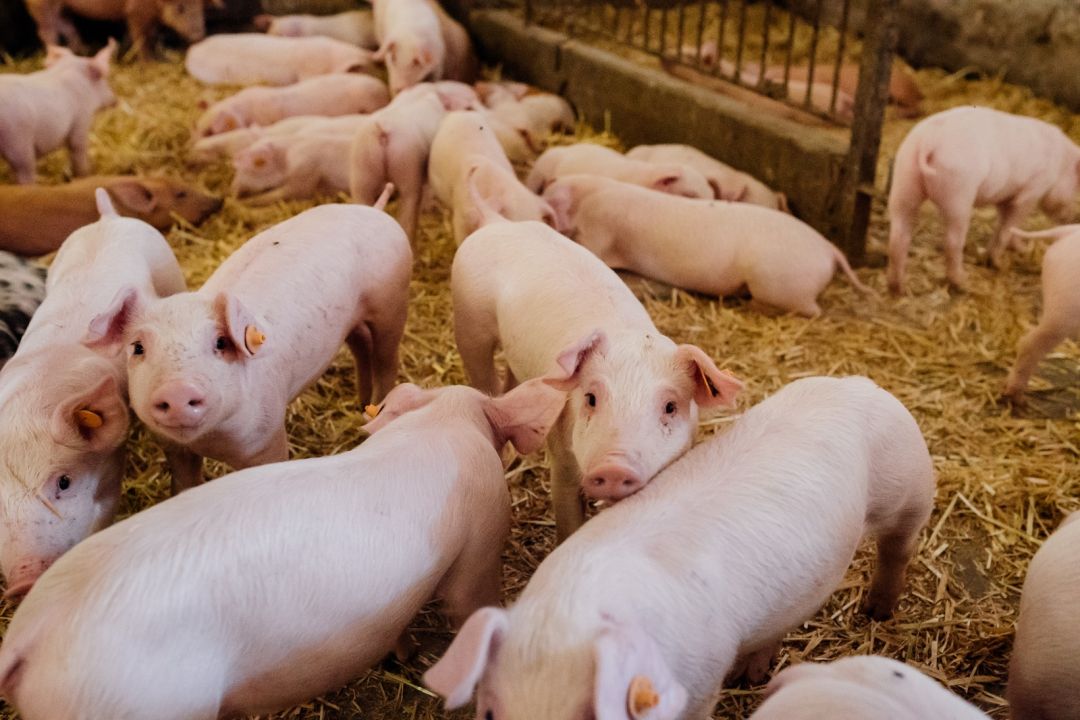 Biopark e Faculdade Donaduzzi levam Inteligência  Artificial ao campo