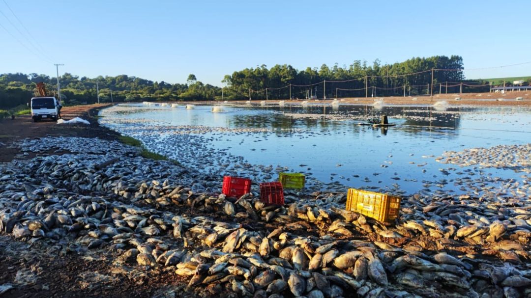 Produtor tem prejuízo de R$ 9 milhões após queda de energia causar morte de 900 mil kg de tilápias, no Oeste Paraná