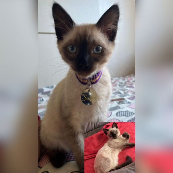 Família de Toledo procura gatinha Safira desaparecida nas proximidades da Bompel e do Arca’s Hotel