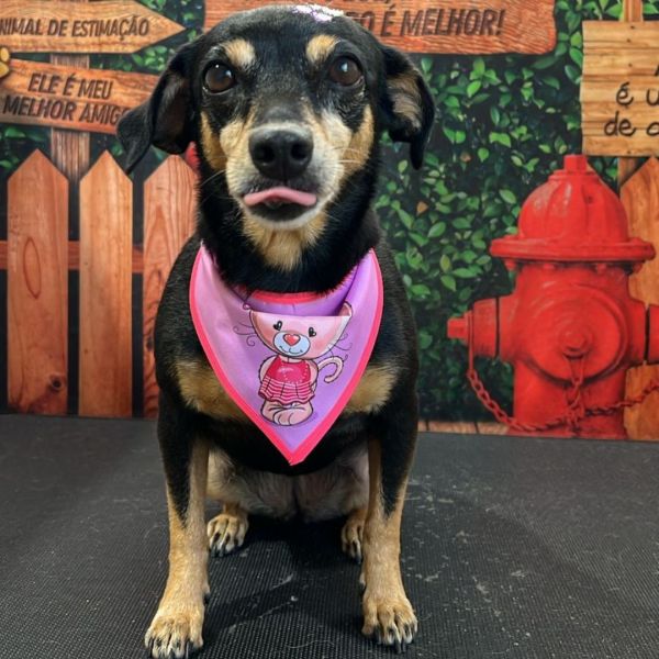 Família procura cachorrinha desaparecida próximo à Vila Paulista, em Toledo