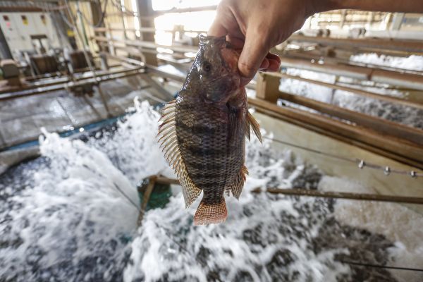 Com protagonismo de Toledo, Paraná alcança recorde histórico de 273 mil toneladas de peixes produzidos em 2025