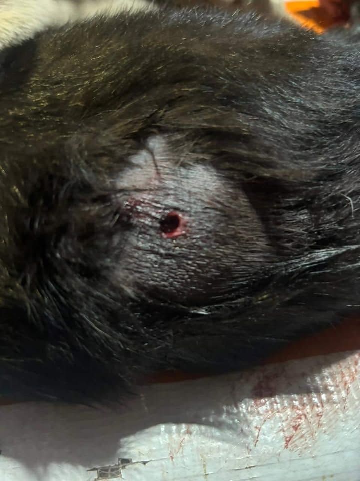 Gata é atingida por disparo em Toledo e Polícia Militar é acionada