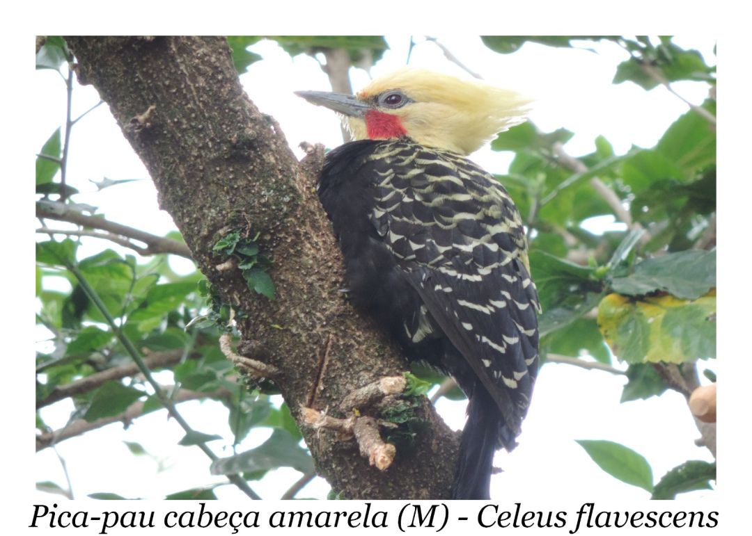 Exposição 'Pássaros em Minha Casa' apresenta 68 fotografias de aves na Biblioteca Pública de Toledo