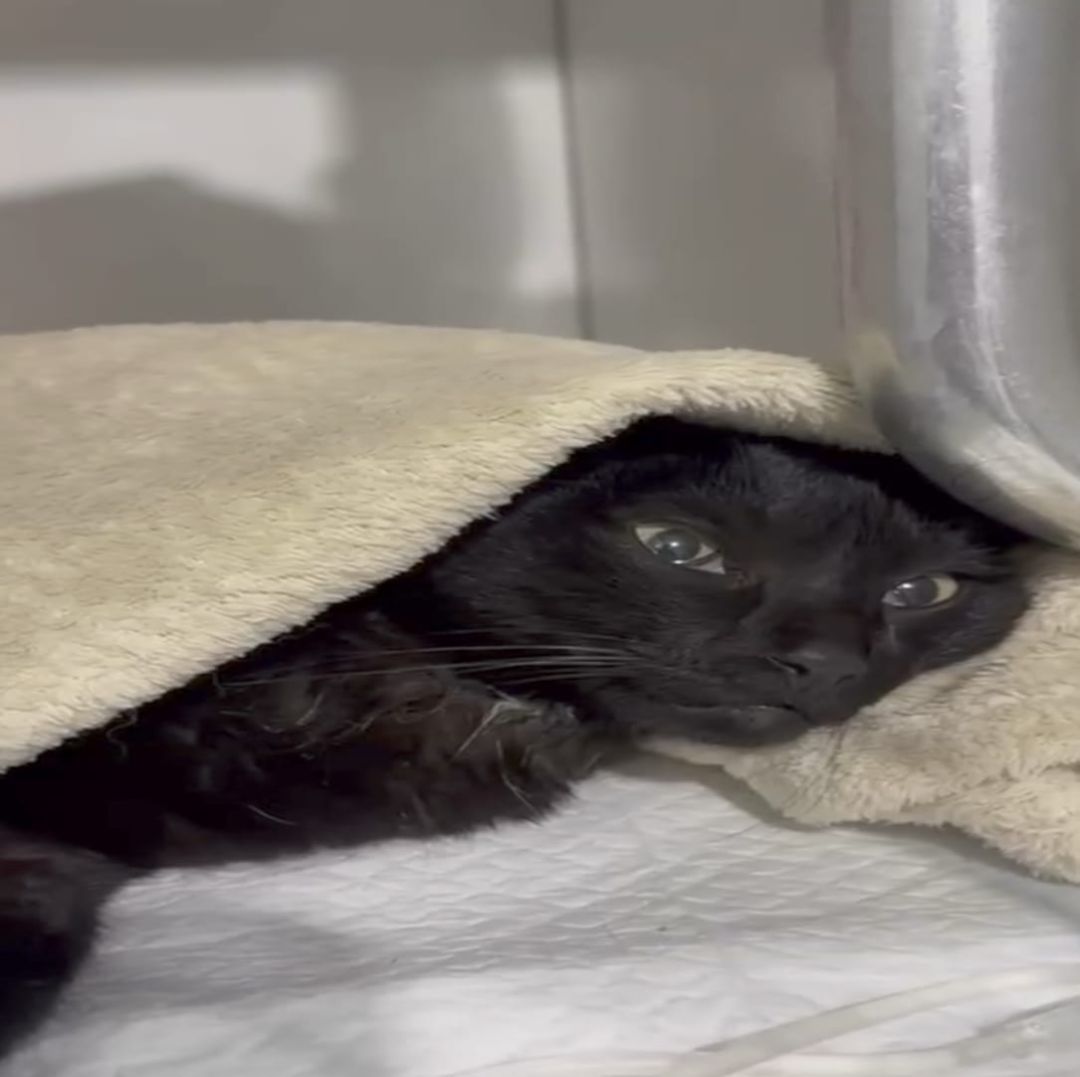 Morre a gata Morgana, vítima de disparo no Jardim La Salle, em Toledo