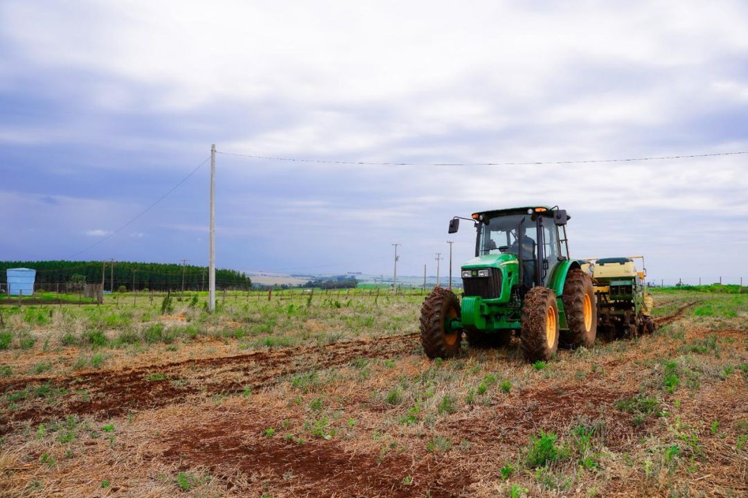 Ritmo de colheita diminui e clima pode afetar produção do milho safrinha na região Oeste do Paraná