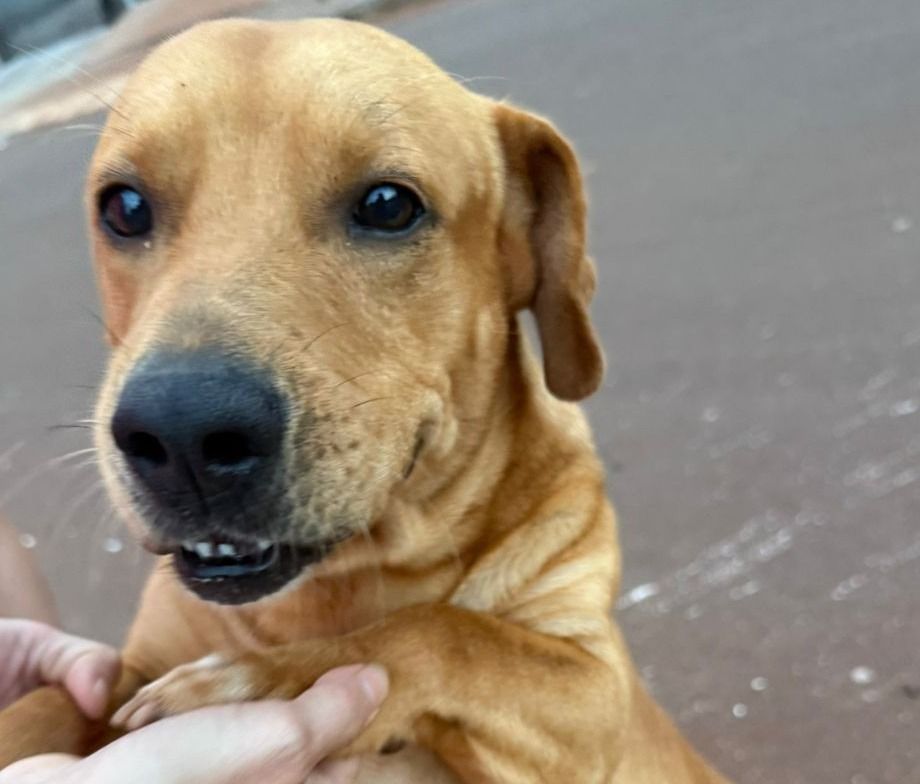 Toledo cria projeto para rastreamento e monitoramento de cães comunitários