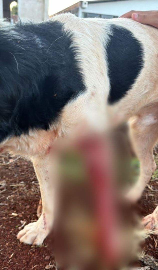 Bala perdida atinge cão comunitário durante ataque a tiros no Jardim Europa, em Toledo