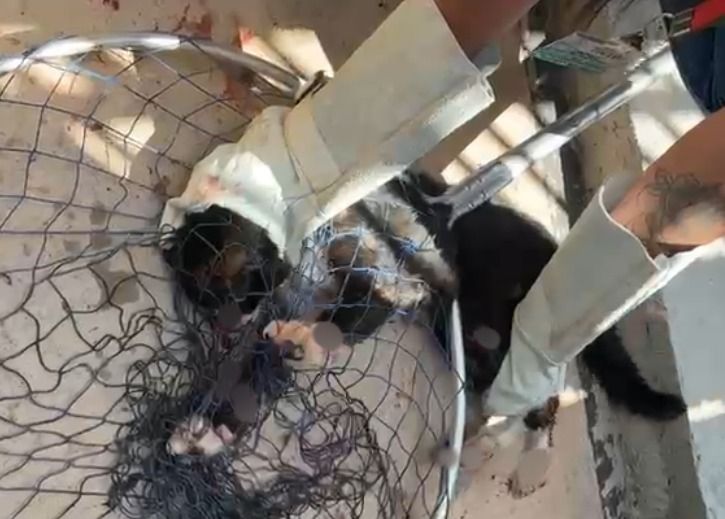 Proteção Animal resgata gato com esporotricose e reforça alerta à população em Toledo