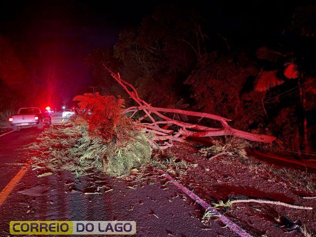 Árvore de grande porte cai, atinge veículo e interrompe energia na PR-317 em Santa Helena