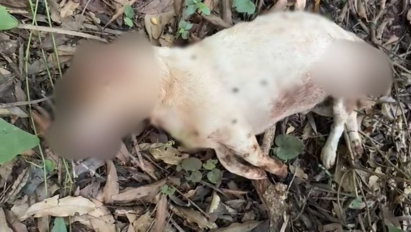 Polícia Civil investiga morte de cão a tiros em Marechal Cândido Rondon