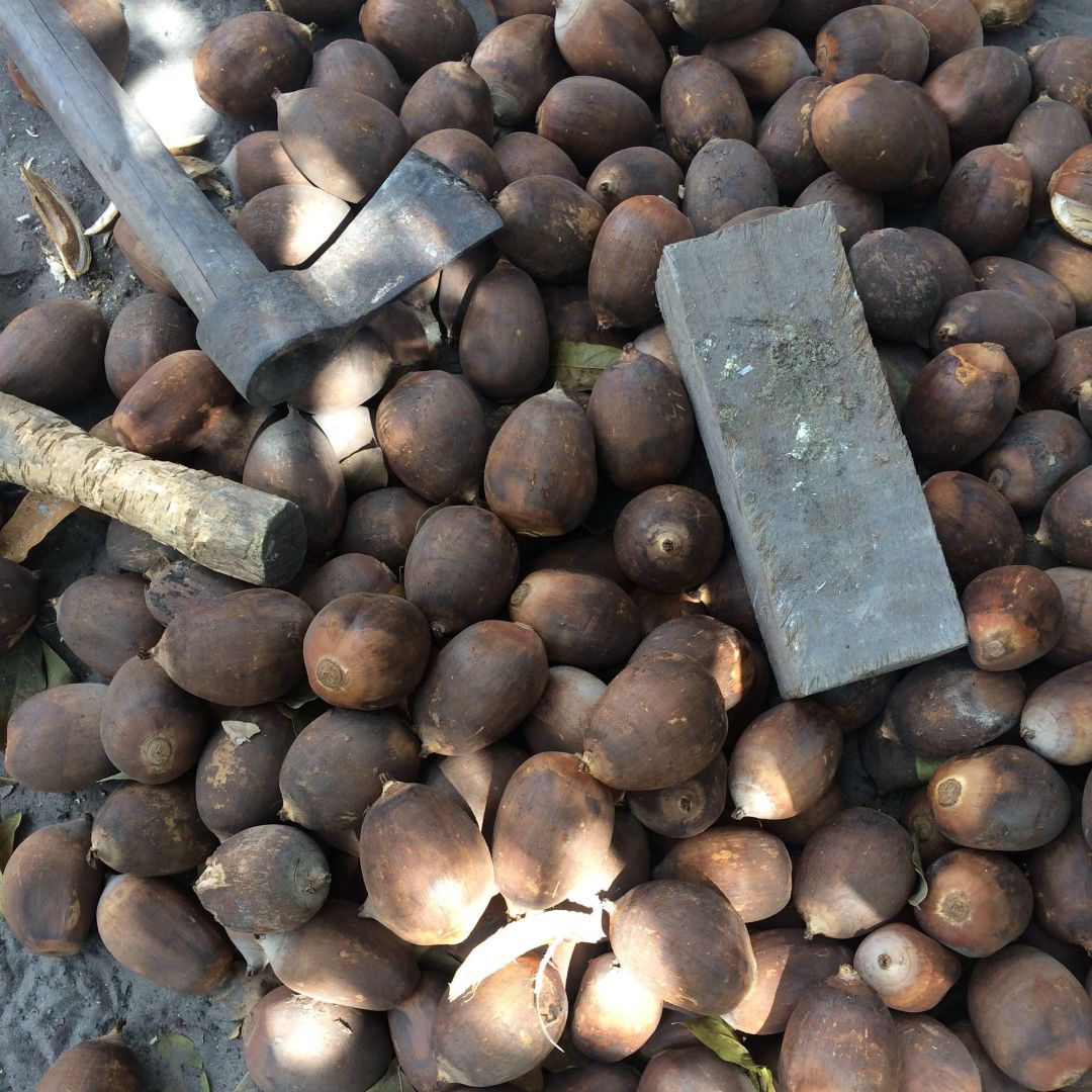 Pesquisa da Unioeste Campus de Toledo aponta queda na produção de babaçu e impactos em negócios sociais no Maranhão