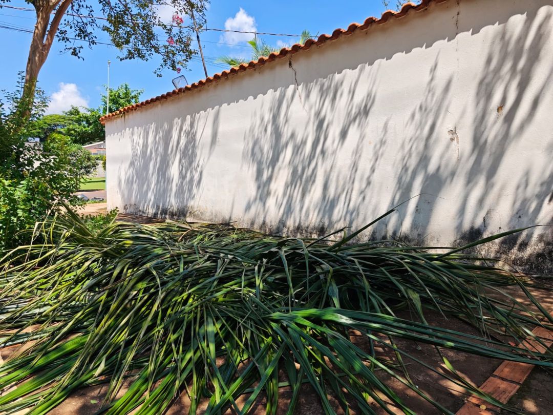 Queda de folha de coqueiro provoca falta de energia para quase 4 mil unidades consumidoras no Centro de Toledo