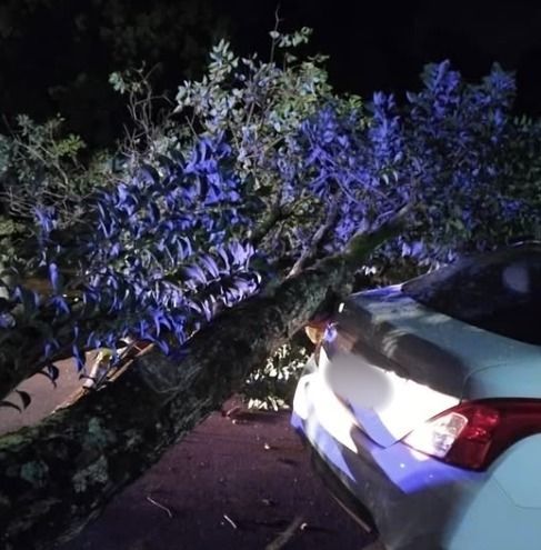 Árvore cai sobre veículos durante forte chuva na noite de sábado em Toledo