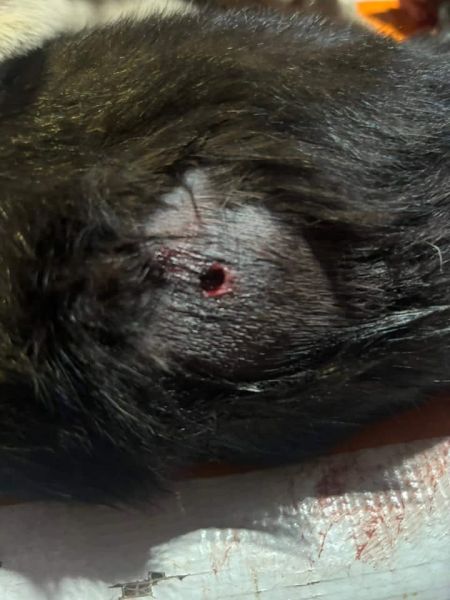 Gata é atingida por disparo em Toledo e Polícia Militar é acionada