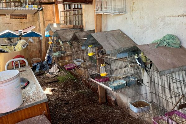 Operação entre o IAT de Toledo e a PCPR resgata 42 aves de cativeiro em Assis Chateaubriand