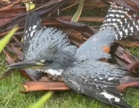 Martim-pescador é resgatado com suspeita de ter sido baleado no interior de Toledo