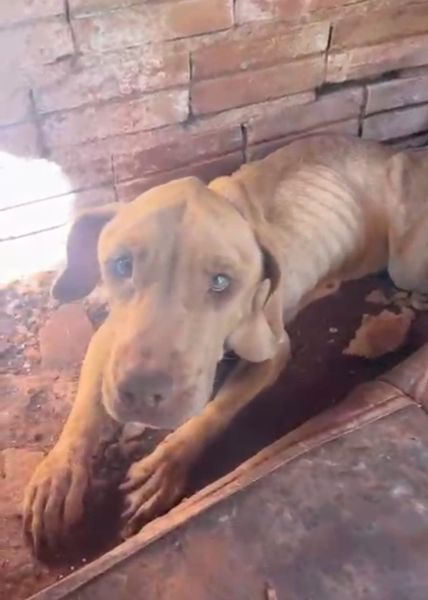 Pitbull é resgatada em estado grave após maus-tratos em Toledo