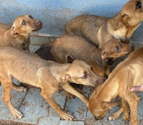 Duas mulheres são presas por maus-tratos a animais em Toledo; uma delas trabalhava em clínica veterinária