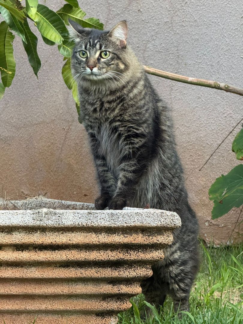 Família de Toledo procura por gatinho desaparecido no Jardim Gisela, próximo à Capela Santa Terezinha do Menino Jesus
