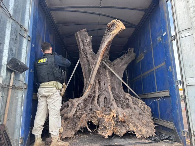 Condutor é preso na BR-376 transportando oliveiras avaliadas em cerca de R$100 mil cada unidade