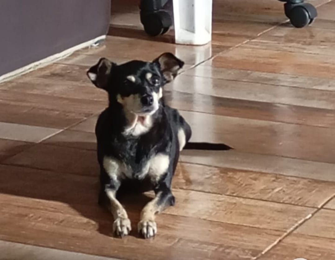 Família procura por cachorrinha desaparecida desde fevereiro na região da Vila Pioneiro e Santa Clara IV