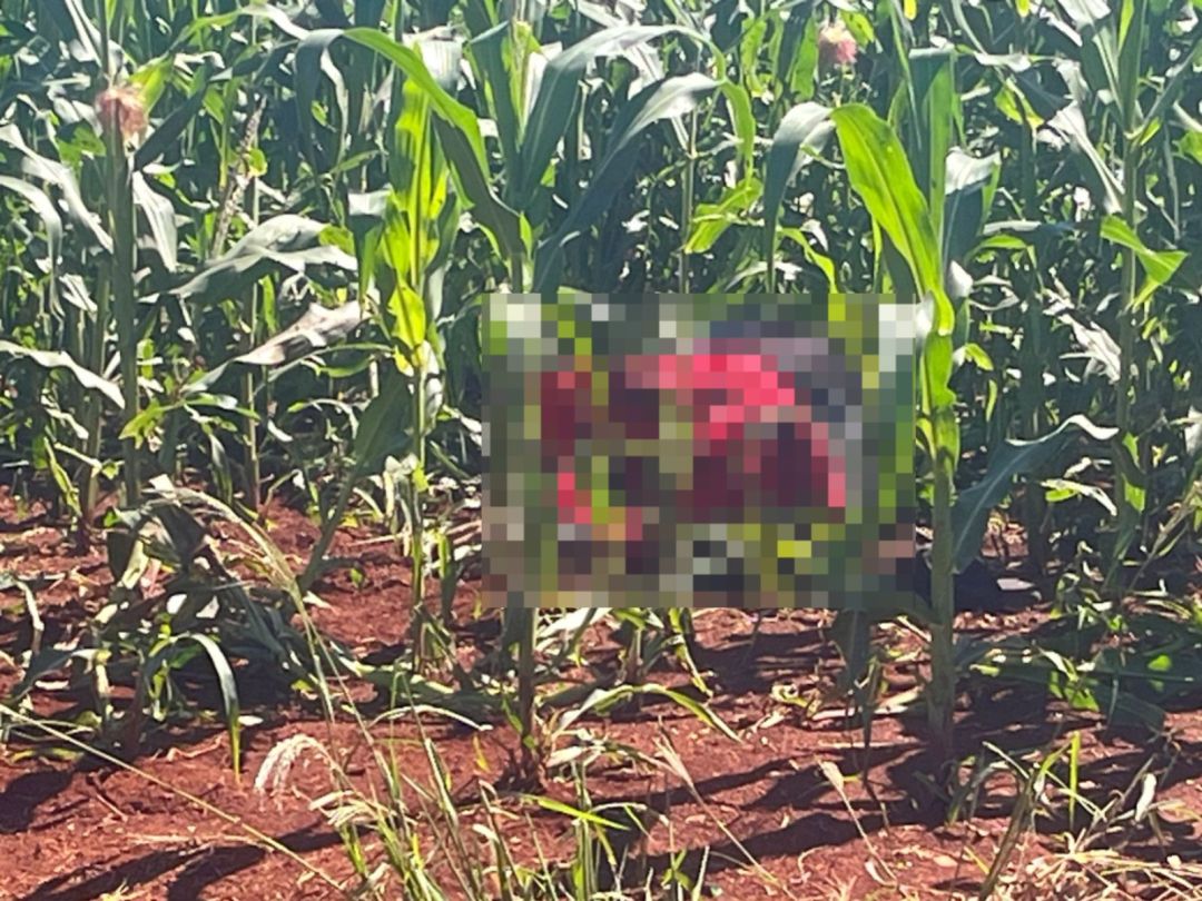 Corpo com marcas de tiros é encontrado em milharal em São Miguel do Iguaçu