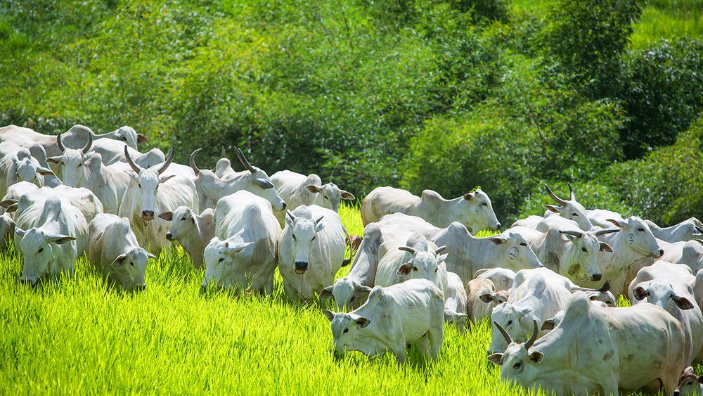 Membro de Comissão Técnica avalia cenário da pecuária de corte e defende frigorífico em Toledo