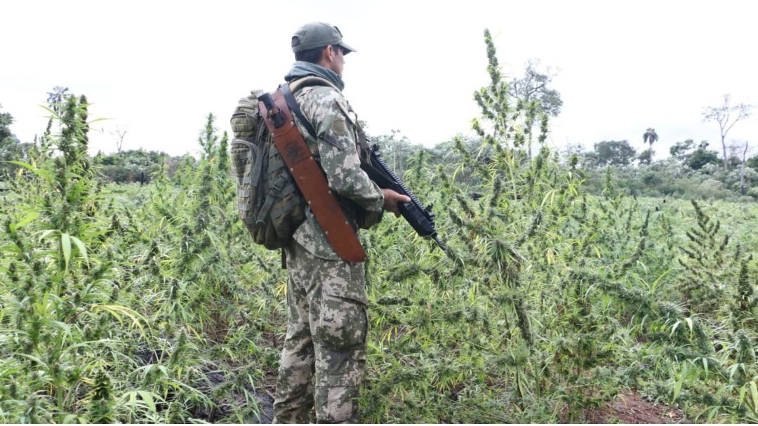 Plantações de maconha do tamanho de 130 campos de futebol são queimadas em operação conjunta do Brasil e Paraguai