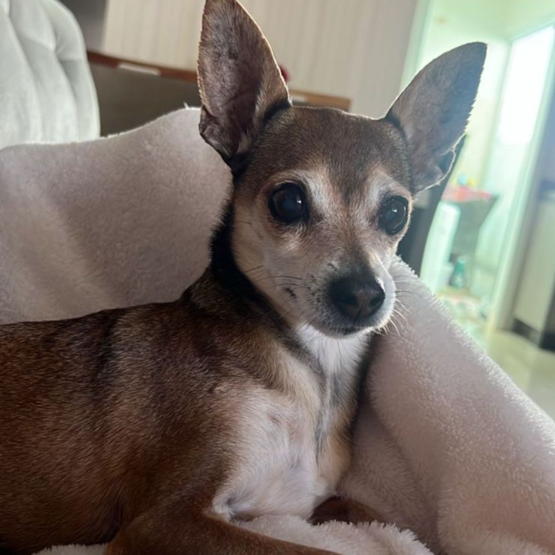 Família oferece recompensa por cachorrinha desaparecida na região do Jardim Concórdia, em Toledo